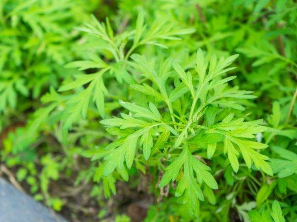 Полезные свойства полыни. применение растения в традиционной и народной медицине