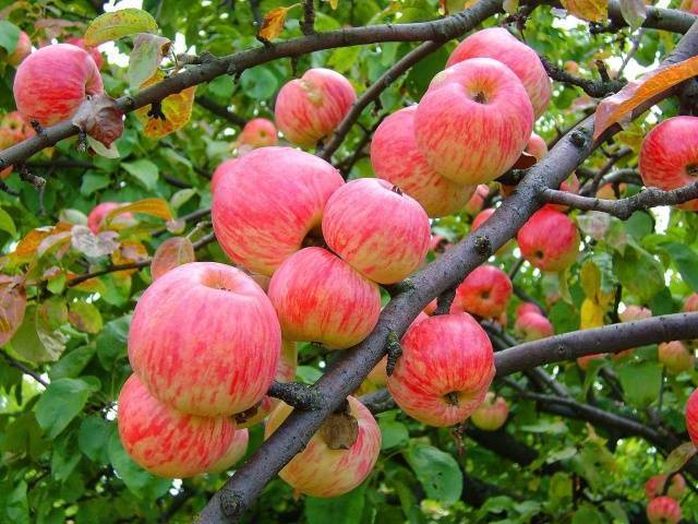Колоновидная яблоня и карликовая – особенности деревьев, правила посадки и ухода