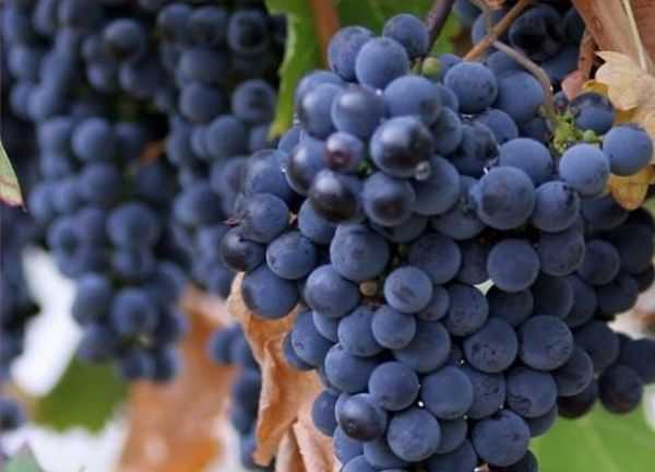 О винограде мукузани: описание и характеристики сорта, посадка и уход