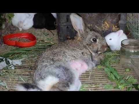 Болезни кроликов и их лечение