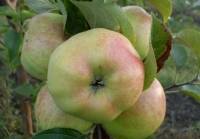 Характеристика и агротехника выращивания яблони сорта афродита
