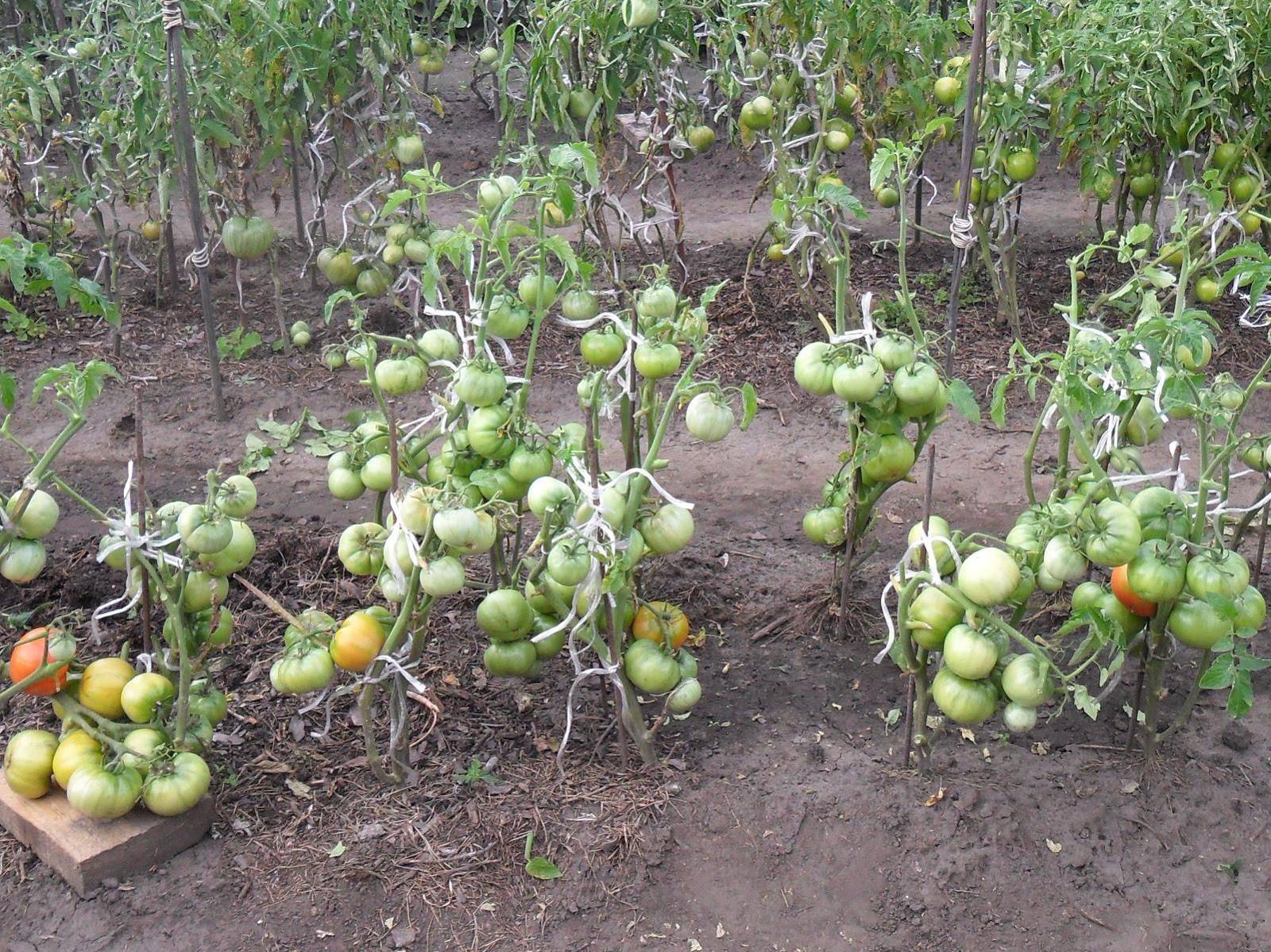 Подкормка помидоров в теплице куриным пометом