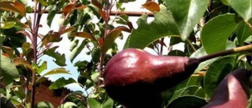 Ботаническое описание и характеристика сорта груши брянская красавица