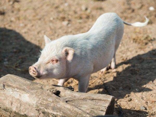 Рожа у свиней — возбудитель заболевания, симптомы и лечение