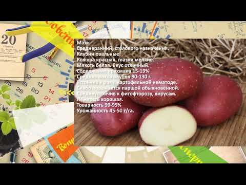 Сорт картофеля бельмондо: ботаническое описание, агротехника выращивания и уход