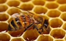 Содержание пчел в ульях лежаках - начинающему пчеловоду