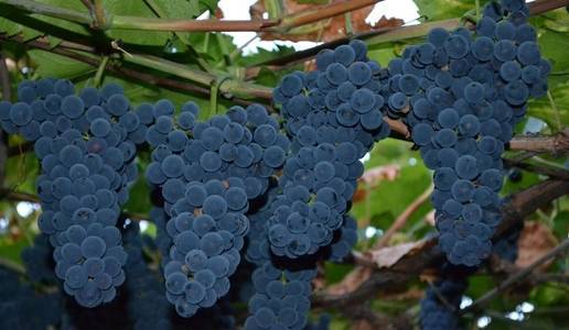 Левокумский виноград: описание сорта