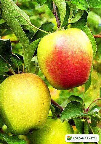 О яблоне Северный Синап, описание сортов, характеристики разновидностей