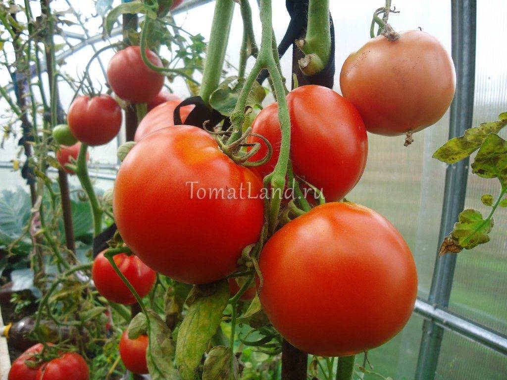 Машенька: описание сорта томата, характеристики помидоров, выращивание