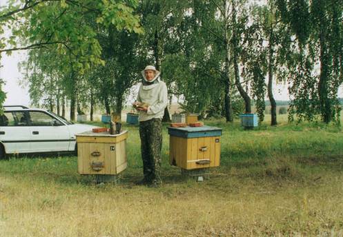Когда лучше делать отводки пчел?