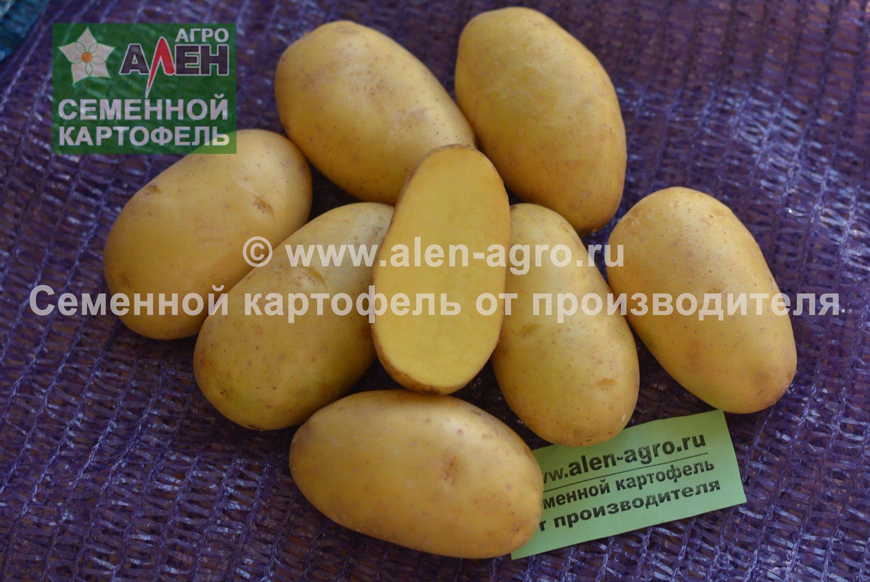 Характеристика среднеспелого картофеля «сантана»: описание сорта и фото
