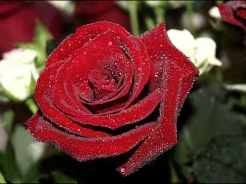 Самые красивые виды и сорта роз