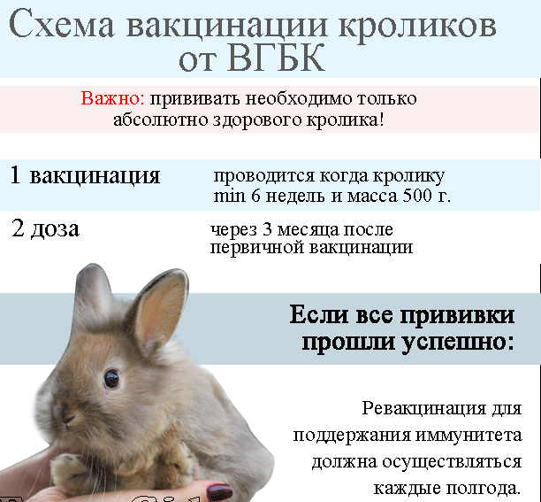 Применение вакцины раббивак v для кроликов