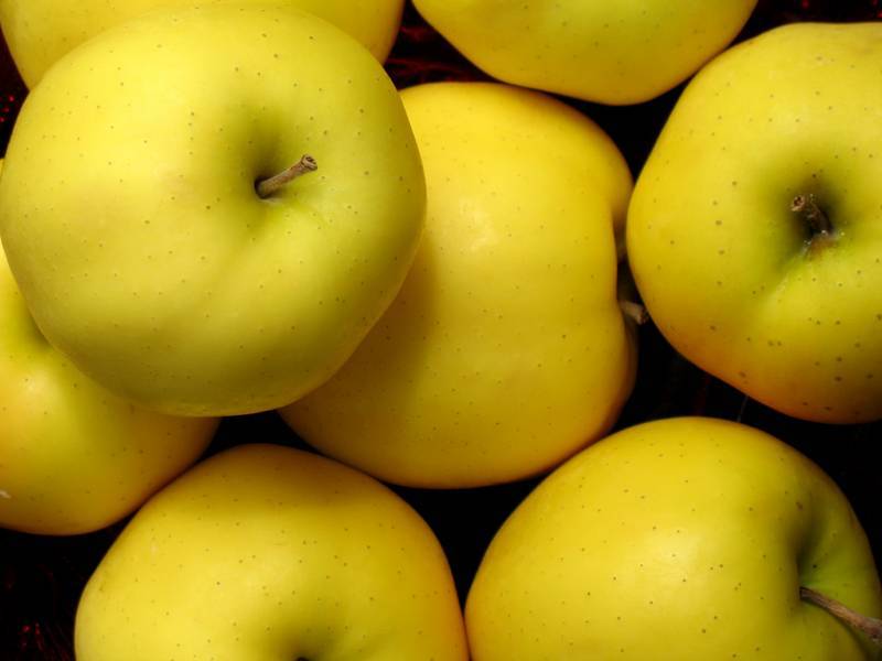 Описание сорта яблок голден делишес