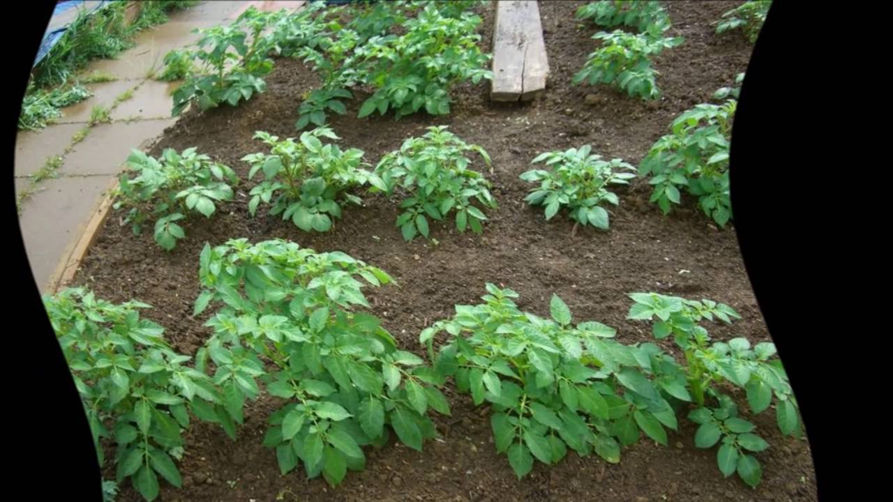 Полив картофеля и его влияние на урожайность. полив картофеля в открытом грунте - основные правила, сроки и нормы