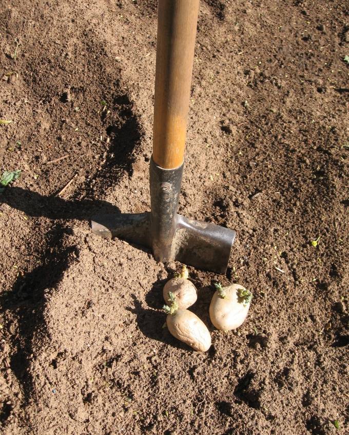 Описание посадки картофеля «под лопату»