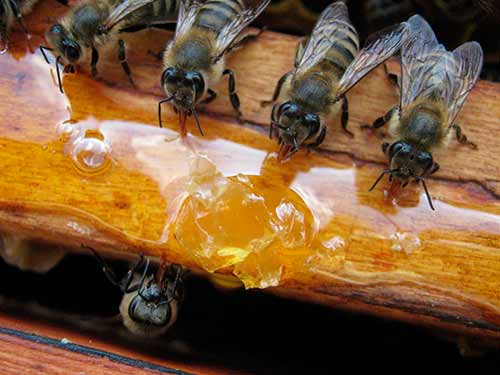 Разработка урока "медоносная пчела"