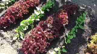 Выращивание салата на подоконнике: особенности процесса