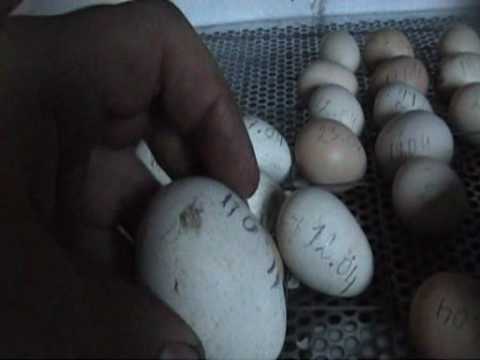 Показатели яйценоскости и особенности инкубации у индюшек