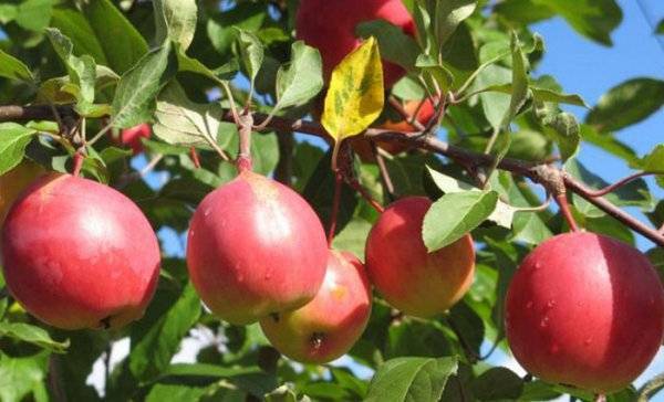 О яблоне Экранное, характеристики сорта, агротехника выращивания, урожайность