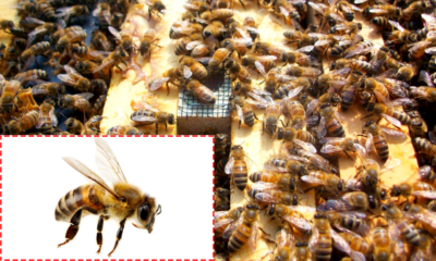 Иерархия в пчелиной семье