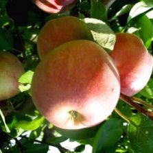 Декоративные яблони – все о посадке, уходе и лучших сортах