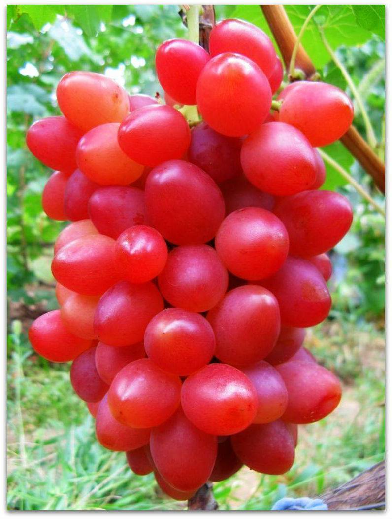 Виноград низина: описание сорта, подробные характеристики и его особенности, фото