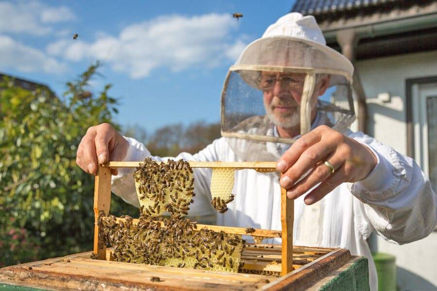 Ревизия пчелиных семей осенью
