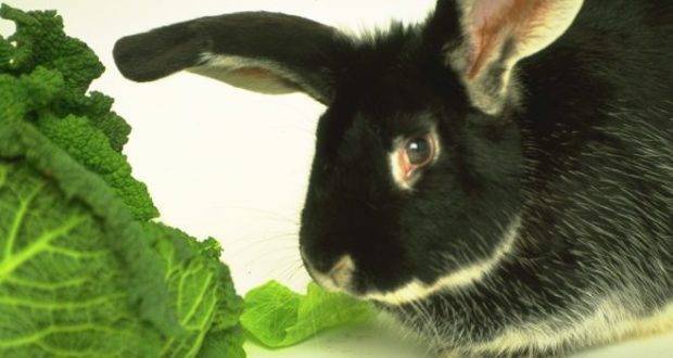Чем нельзя кормить кроликов