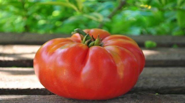 Лучшие сорта томатов для сибири и урала