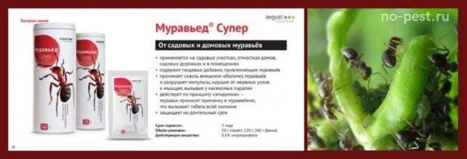 Муравьед от садовых муравьев – инструкция и отзывы