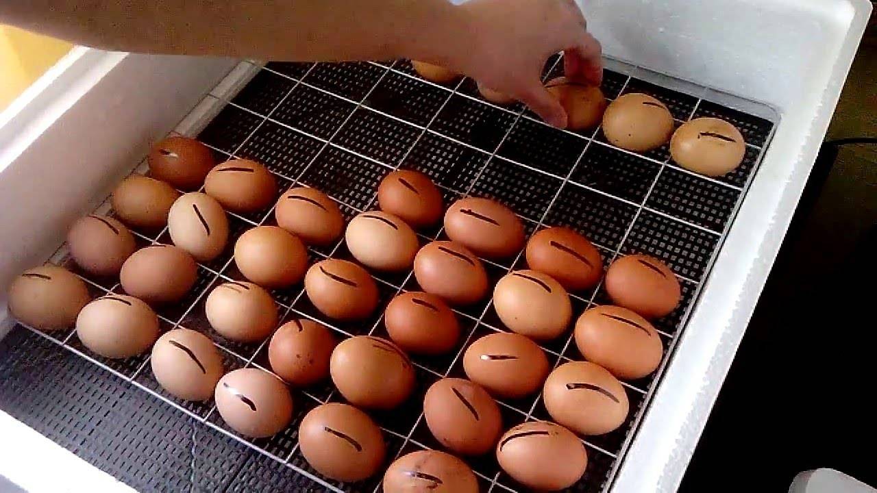 Как пользоваться инкубатором для яиц: инструкция птицевода