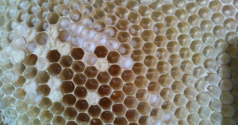 Естественное размножение пчелиных семей - общая информация - 2020