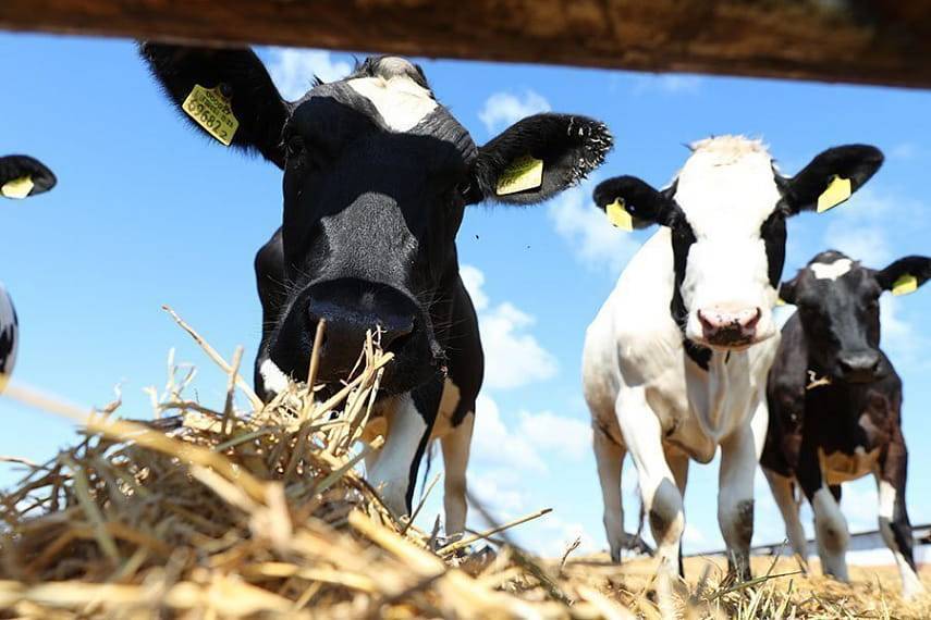 Рекомендуемые нормы и рацион кормления в мясном скотоводстве