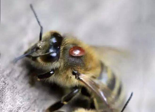 Разные способы лечения варроатоза у пчел
