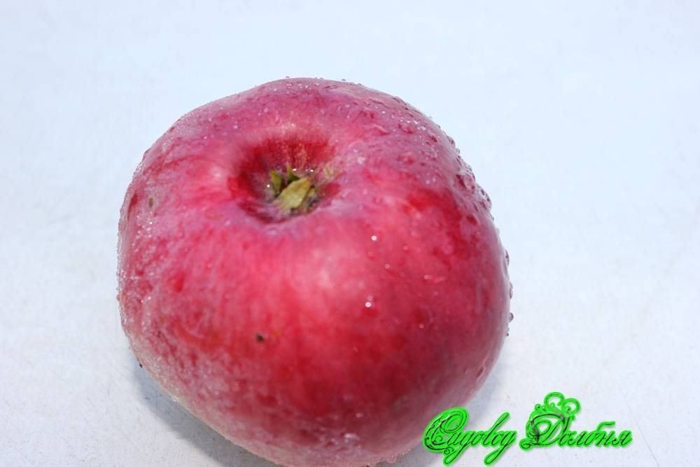 Какие существуют иммунные сорта яблонь, устойчивые к парше