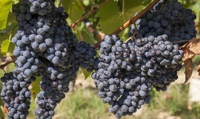 Самые устойчивые сорта винограда к болезням и различным вредителям