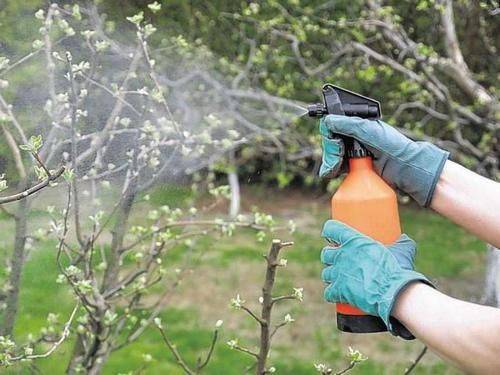 Опрыскивание и побелка плодовых деревьев ранней весной