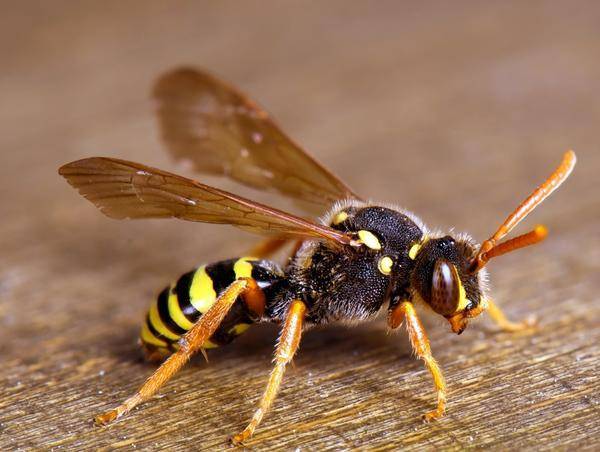 Как избавиться от соседских пчел на участке?