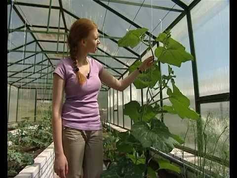 Выращивание арбузов в подмосковье: как выбрать сорт, советы для открытого грунта и теплиц