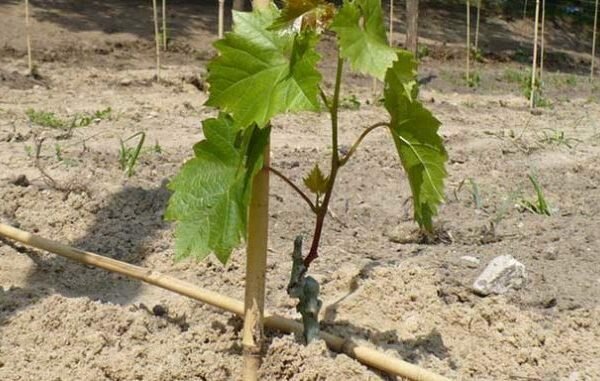Все этапы выращивания винограда от а до я