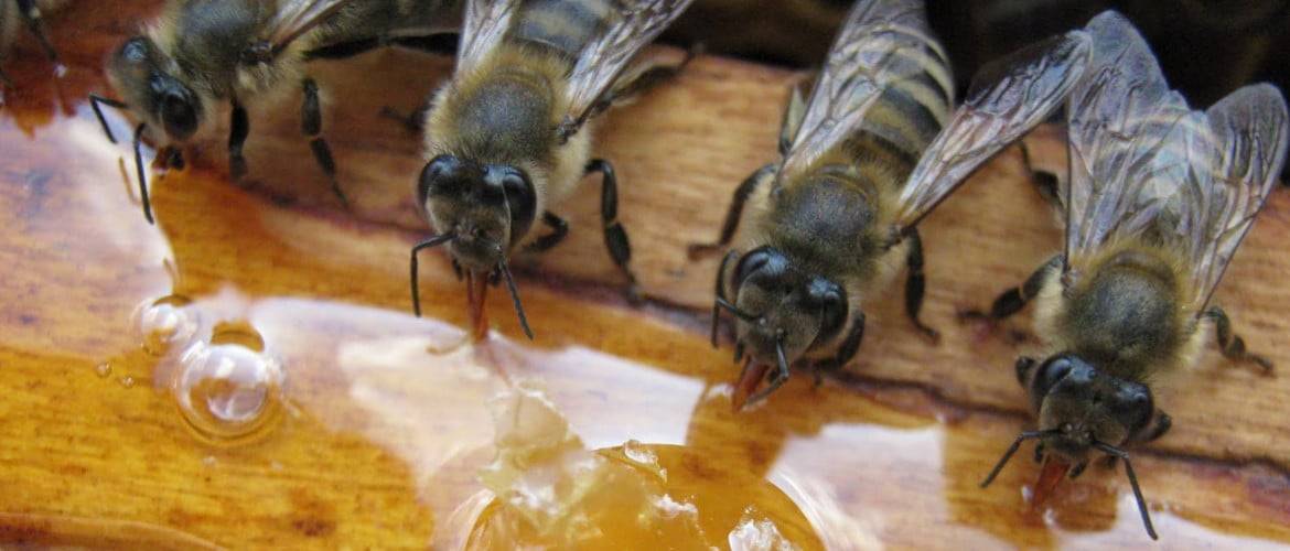 Подкормка пчел осенью сахарным или цветочным сиропом, рецепты с фото и видео | россельхоз.рф