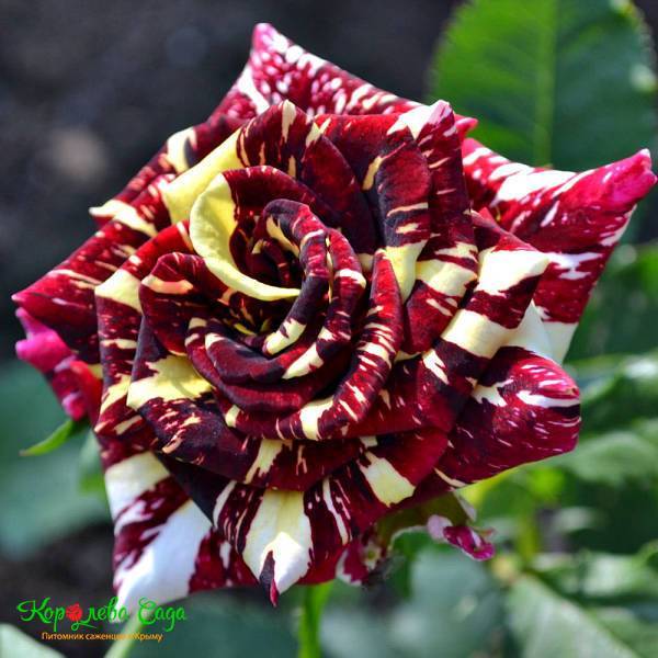 Абракадабра роза: описание сорта, посадка и уход за цветком