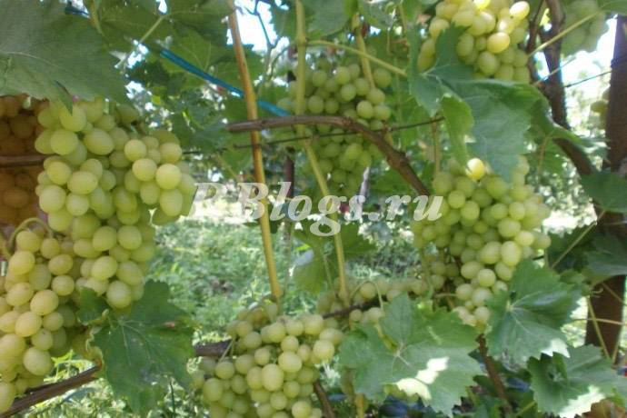 Виноград в подмосковье: особенности выращивания