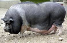 Как размножается вьетнамская вислобрюхая свинья