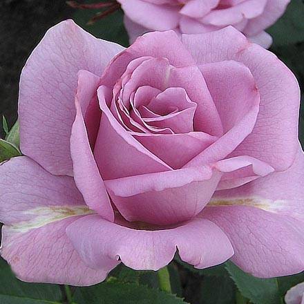 О розе rene goscinny: описание и характеристики сорта, уход и выращивание