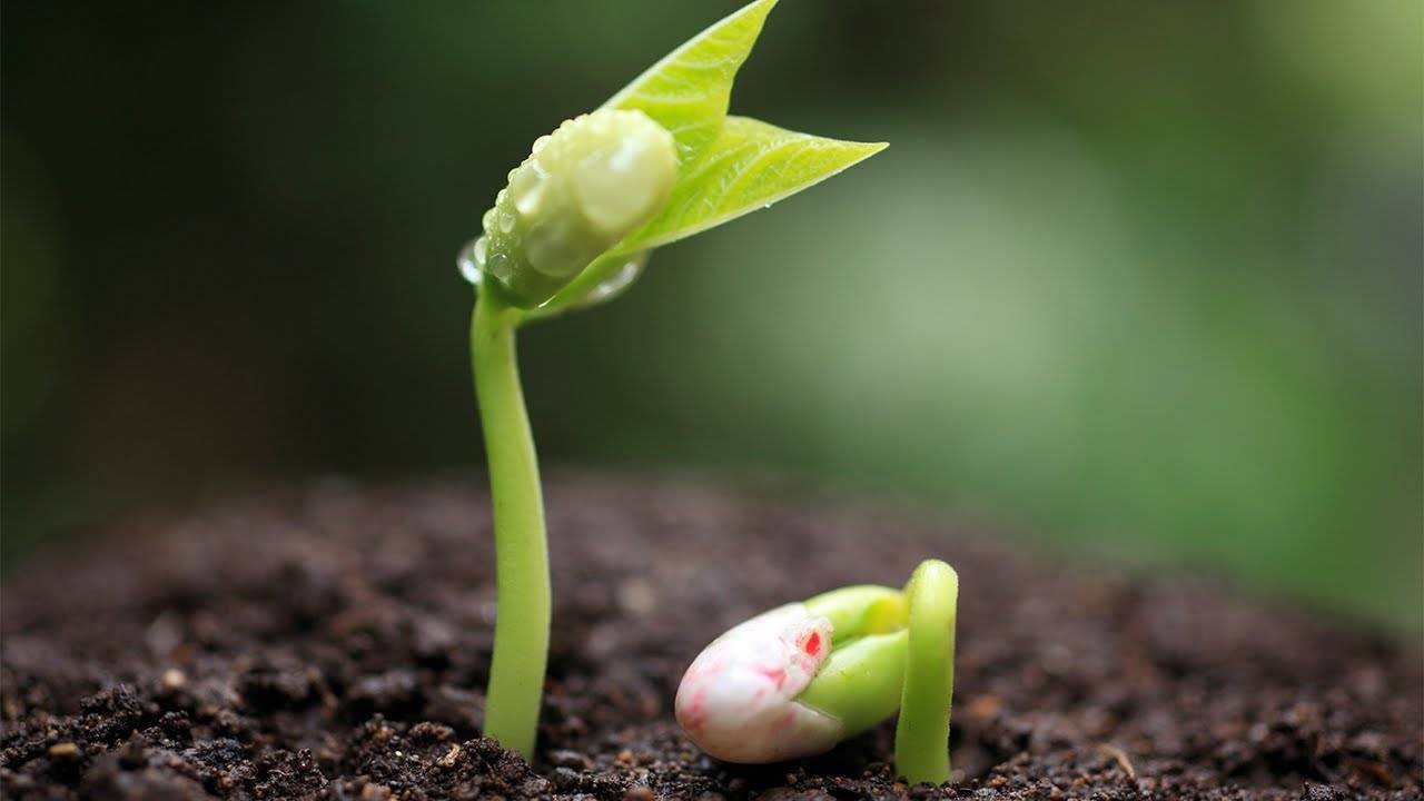 10 ошибок, которые вы допускаете при посеве семян на рассаду