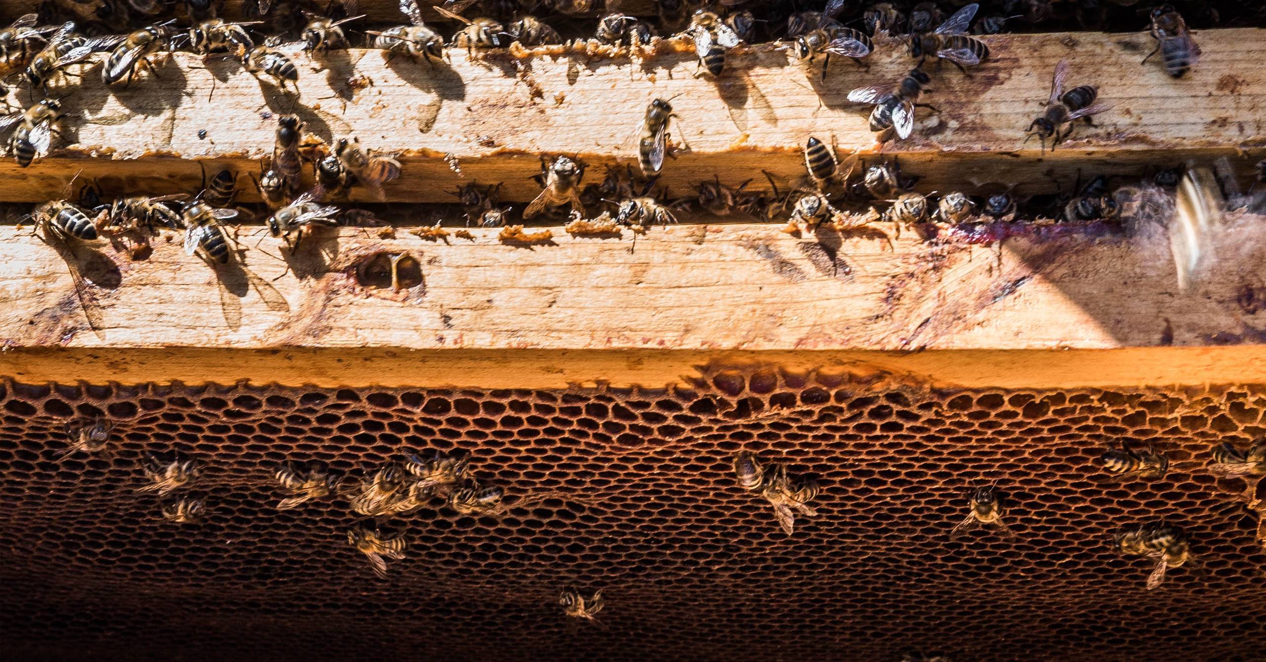Рекомендации, как качественно растопить мед