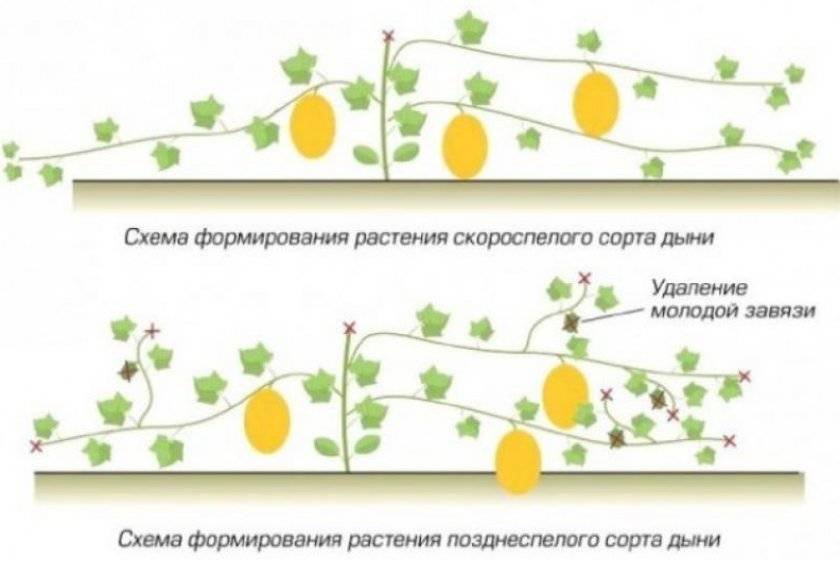 Сочный и сладкий арбуз: как грамотно ухаживать за растением