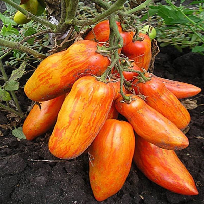 Полезные советы, как правильно выращивать томат перцевидный